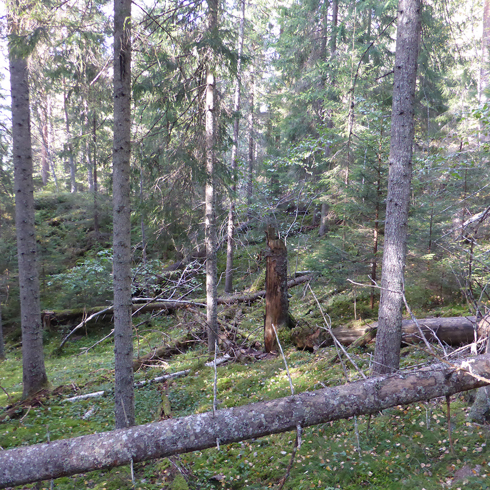 Huldreskog