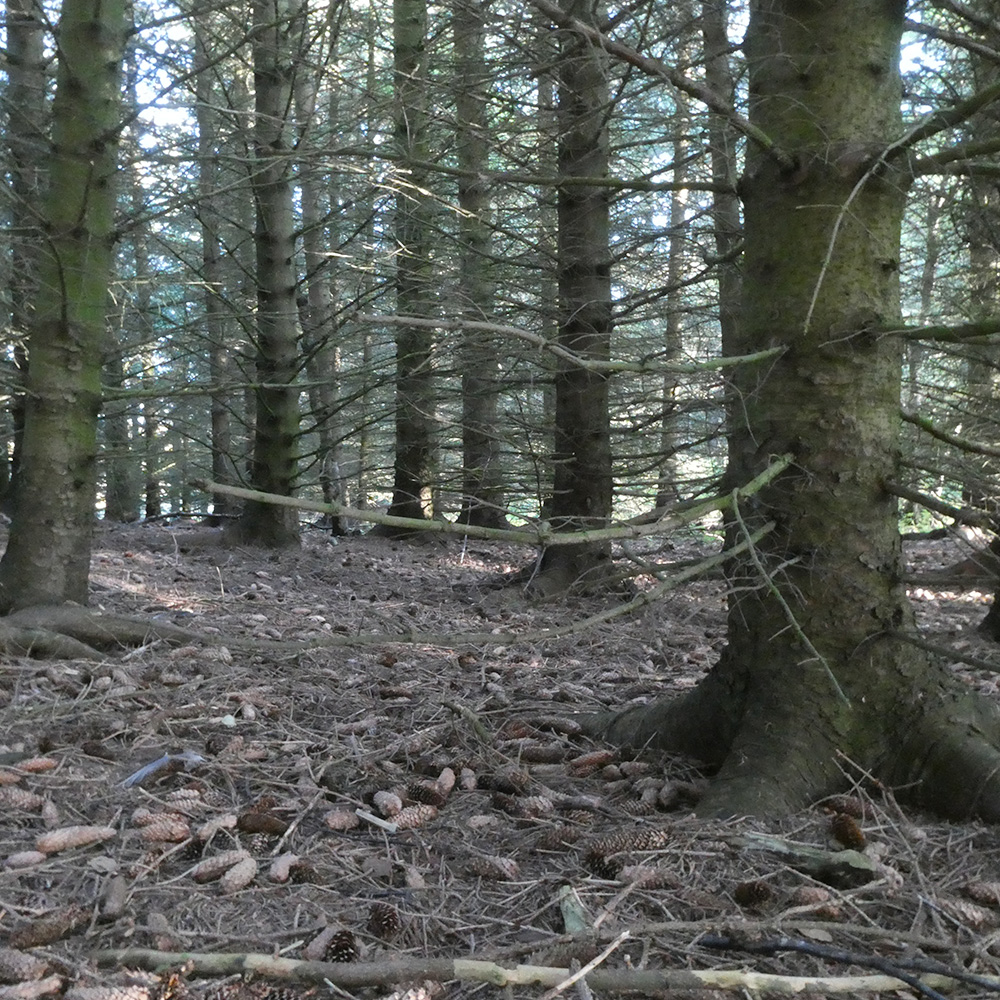Kjip skog