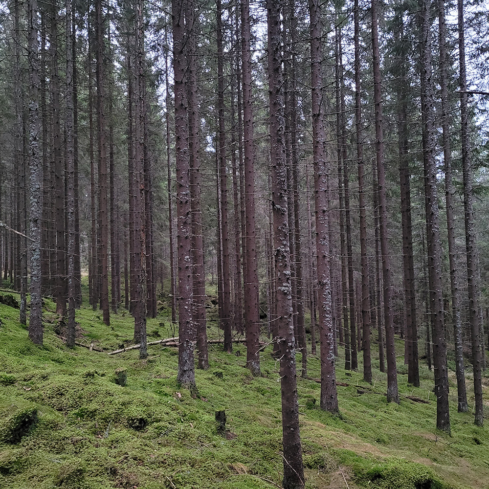 Kjip skog